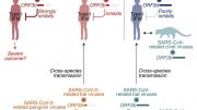 削弱COVID-19免疫反应的病毒因子