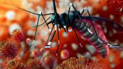 Zika疟疾蚊病毒概念说明