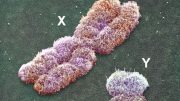 x-y-chromosomes